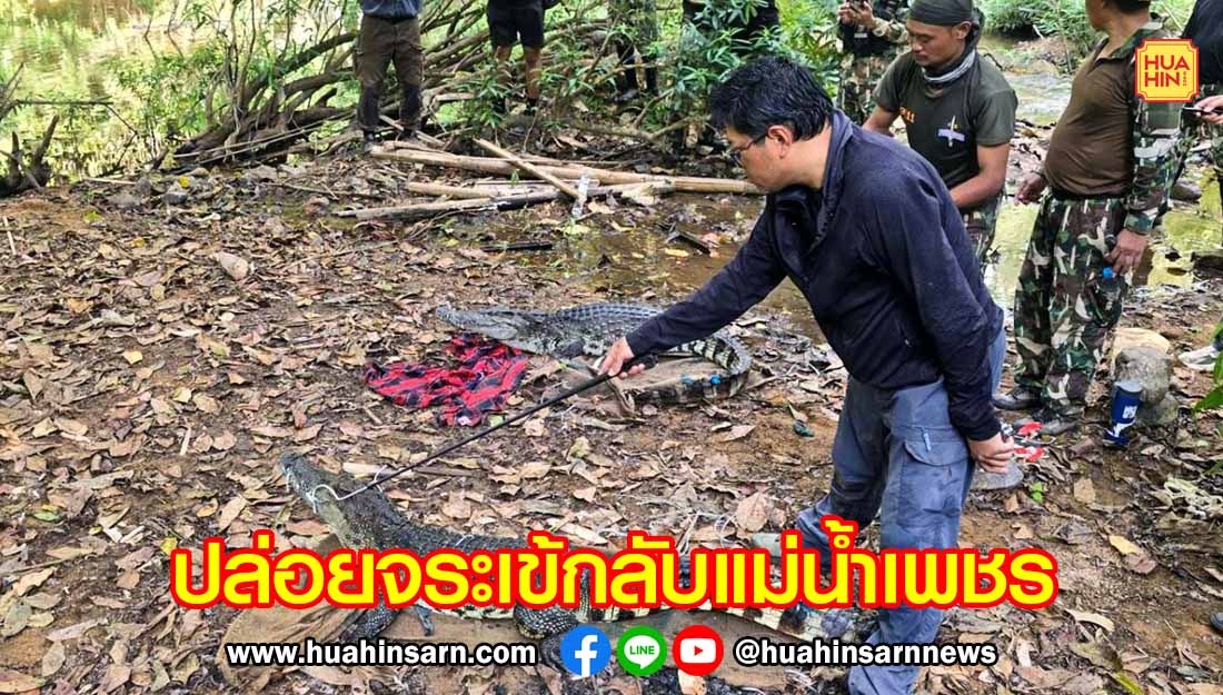 ปล่อยจระเข้น้ำจืดสายพันธุ์ไทย 2 ตัว สู่มรดกโลก อุทยานฯ แก่งกระจาน