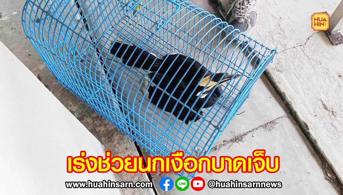 วนอุทยานเขาตาม่องล่ายเร่งช่วยรักษานกเงือก พลัดหลงบาดเจ็บ ก่อนปล่อยคืนสู่ป่า