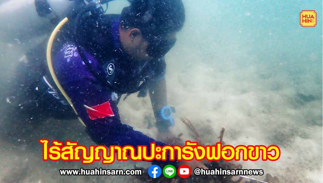 อุทยานแห่งชาติหาดวนกร สำรวจใต้ทะเลเกาะจาน – เกาะท้ายทรีย์ ไร้สัญญาณปะการังฟอกขาว