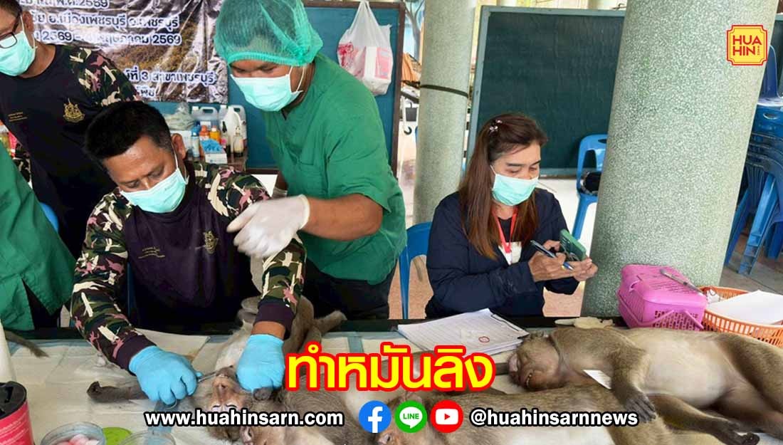 สบอ.3 เพชรบุรี ลุยทำหมันลิง 1,200 ตัว สร้างสมดุลชุมชนและสัตว์ป่า