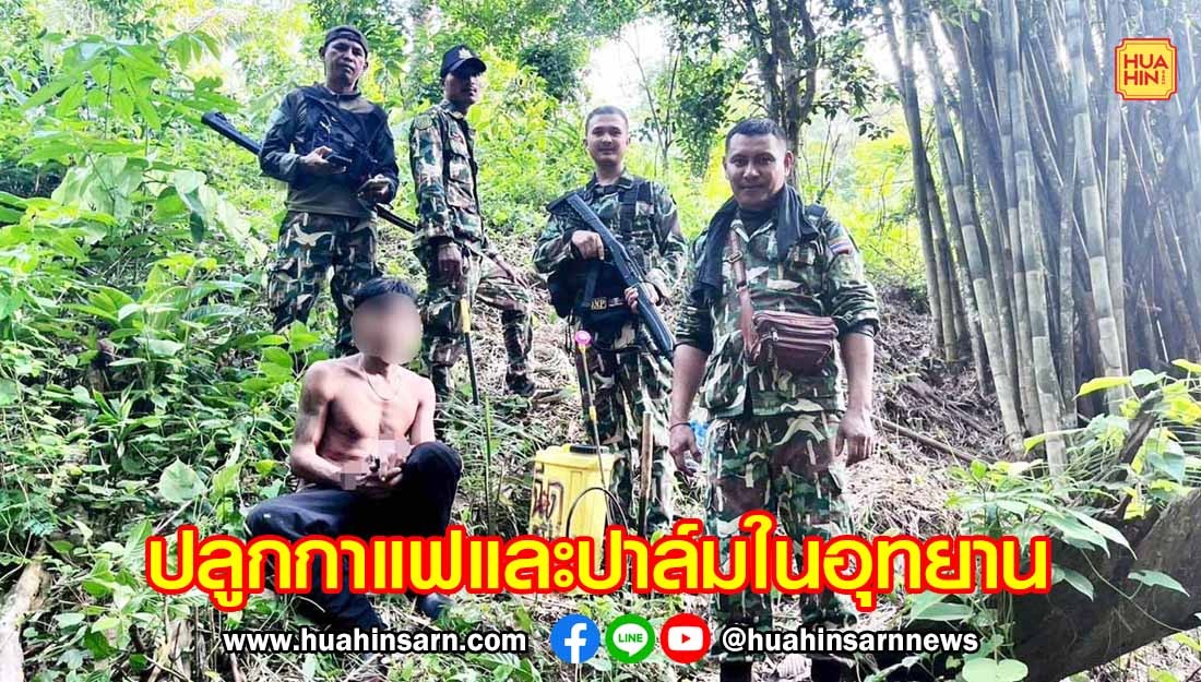 เจ้าหน้าที่อุทยานเสด็จในกรม รวบหนุ่มบุกรุกป่าปลูกต้นปาล์ม – กาแฟ โดนหนัก 6 ข้อหา