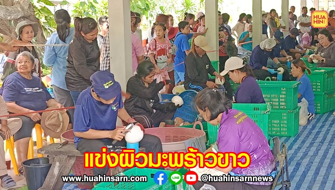 คึกคัก แข่งขันผิวมะพร้าวขาว ชิงเงินรางวัลกว่า 10,000 บาท ในงานประจำปีวัดอ่างทอง