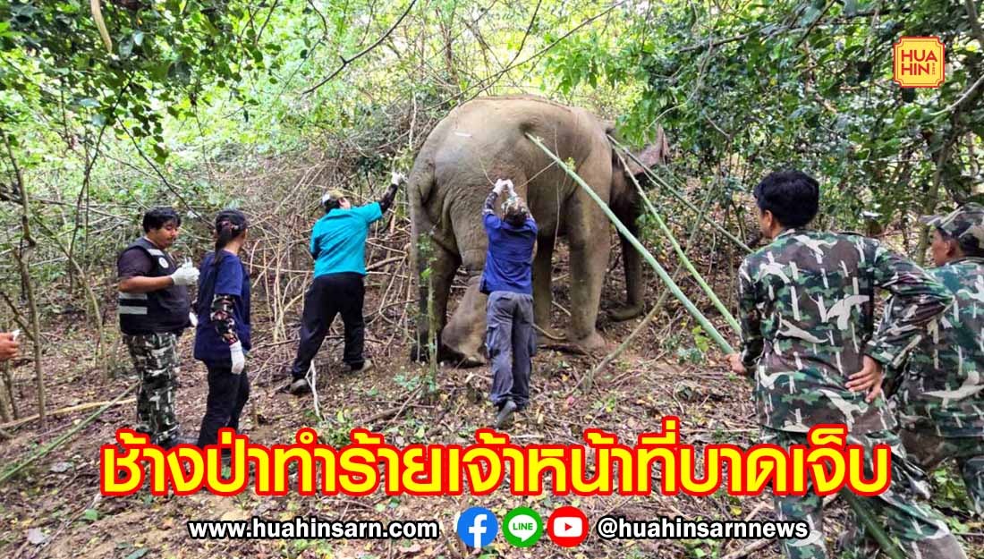 อุทยานกุยบุรี นำทีมสัตวแพทย์เข้าช่วยเหลือช้างป่าบาดเจ็บ แต่พลาดท่าถูกช้างป่าทำร้ายเจ้าหน้าที่บาดเจ็บ 2 นาย