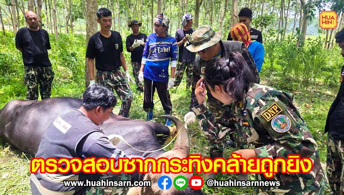 สบอ.3 เพชรบุรี ตรวจสอบซากกระทิงกุยบุรีพบรอยคล้ายถูกยิง เร่งผ่าหาสาเหตุการตาย