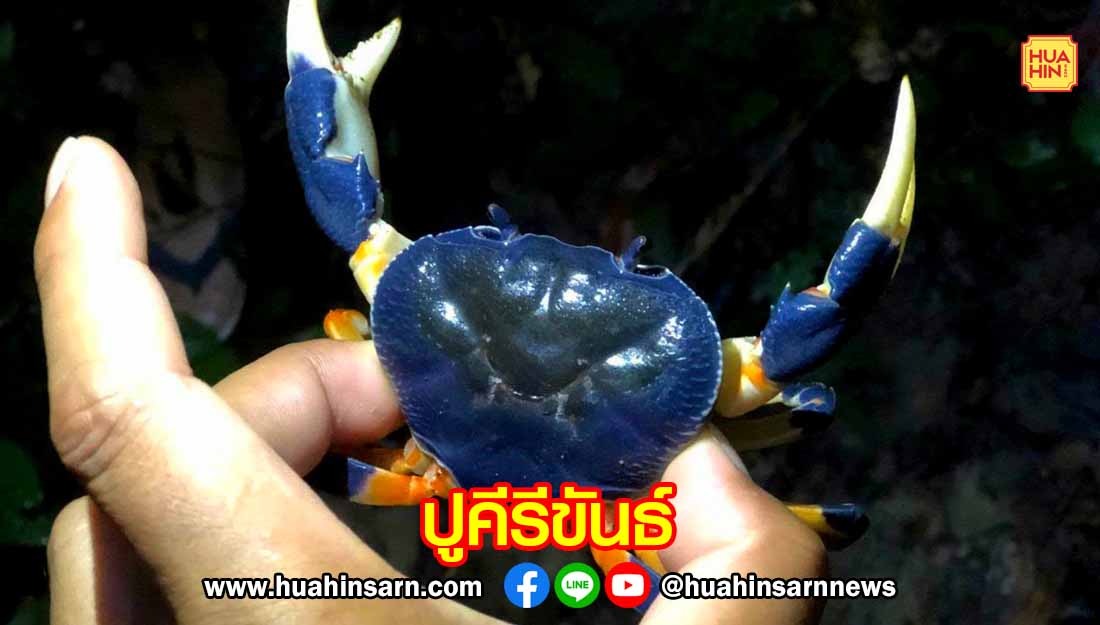 อุทยานกุยบุรี เผยข้อมูลปูคีรีขันธ์ สัตว์น้ำจืดหายาก สีสันโดดเด่น สะท้อนดัชนีชี้วัดความสมบูรณ์ของระบบนิเวศ
